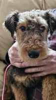 Lilly, a female Airedale Terrier for sale in Saginaw, MI – 1 of 8