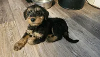 Sweet pea, a female Airedale Terrier for sale in Saginaw, MI – 2 of 9