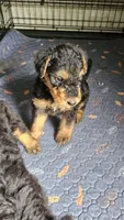 Sweet pea, a female Airedale Terrier for sale in Saginaw, MI – 8 of 9