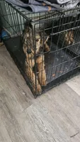 Lilly, a female Airedale Terrier for sale in Saginaw, MI – 4 of 8