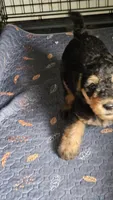 Sweet pea, a female Airedale Terrier for sale in Saginaw, MI – 4 of 9