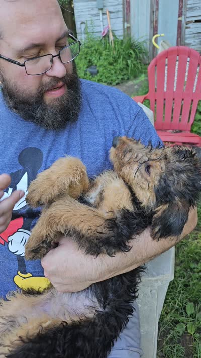 Daffney, a female Airedale Terrier for sale in Saginaw, MI – 3 of 3