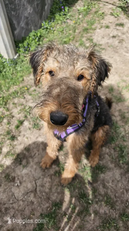 Sweet pea – Airedale Terrier puppy for sale in Saginaw, MI