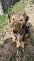 Sweet pea, a female Airedale Terrier for sale in Saginaw, MI – 1 of 5