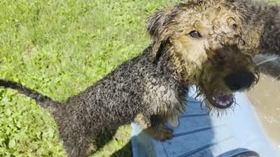 Sweet pea, a female Airedale Terrier for sale in Saginaw, MI – 5 of 5