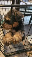 Dandy, a male Airedale Terrier for sale in Saginaw, MI – 3 of 10