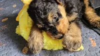 Dandy, a male Airedale Terrier for sale in Saginaw, MI – 5 of 10