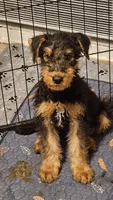 Dandy, a male Airedale Terrier for sale in Saginaw, MI – 7 of 10