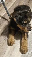 Dandy, a male Airedale Terrier for sale in Saginaw, MI – 10 of 10