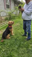 Dandy, a male Airedale Terrier for sale in Saginaw, MI – 4 of 10