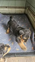 Dandy, a male Airedale Terrier for sale in Saginaw, MI – 6 of 10