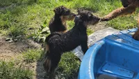 Oscar, a male Airedale Terrier for sale in Saginaw, MI – 7 of 7