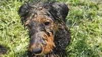 Oscar, a male Airedale Terrier for sale in Saginaw, MI – 5 of 7