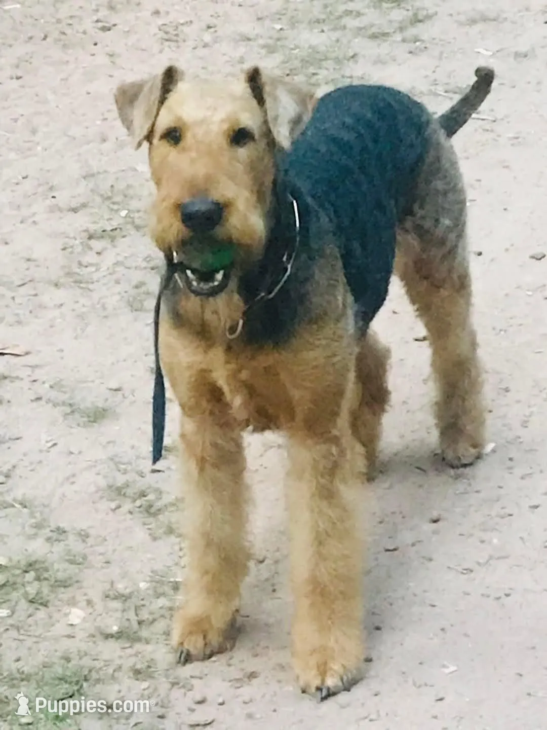 Dandy, a male Airedale Terrier for sale in Saginaw, MI – 9 of 10
