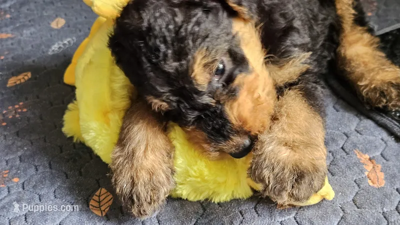 Sweet pea – Airedale Terrier puppy for sale in Saginaw, MI