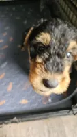 Sweet pea, a female Airedale Terrier for sale in Saginaw, MI – 5 of 9