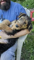 Daffney, a female Airedale Terrier for sale in Saginaw, MI – 2 of 3