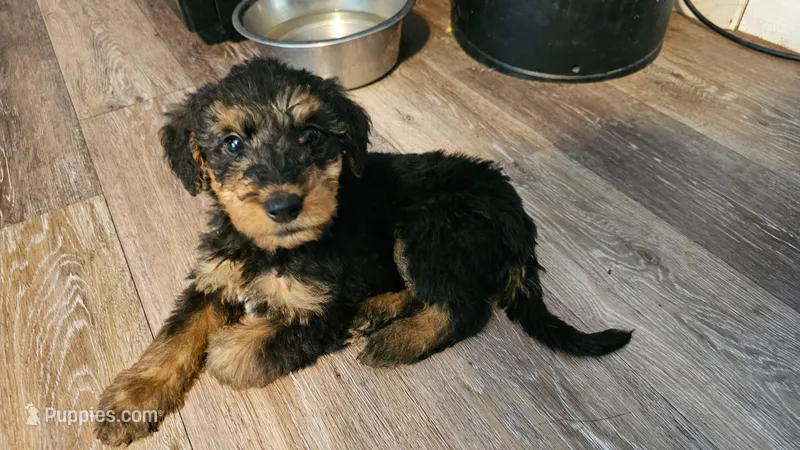 Dandy – Airedale Terrier puppy for sale in Saginaw, MI