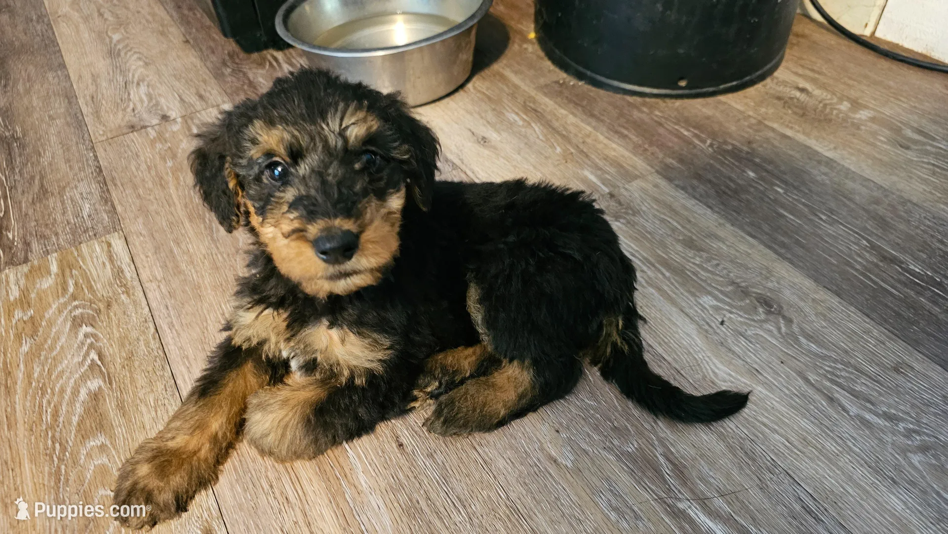 Dandy, a male Airedale Terrier for sale in Saginaw, MI – 1 of 10