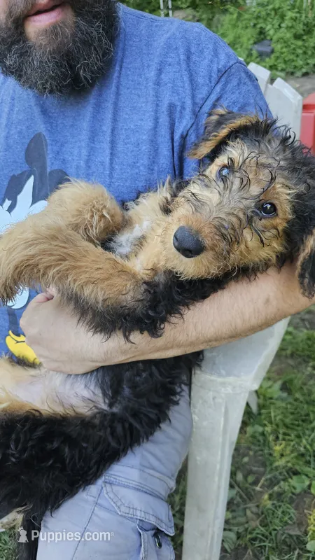Daffney – Airedale Terrier puppy for sale in Saginaw, MI