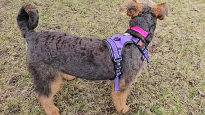 Sweet pea, a female Airedale Terrier for sale in Saginaw, MI – 3 of 5