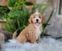 Youffie, a male Miniature Goldendoodle for sale in Berlin, OH – 2 of 4
