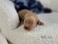 Wells, a male Cavapoo for sale in Berlin, OH – 4 of 4