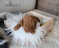 Cannoli, a female Cavapoo for sale in Berlin, OH – 3 of 3