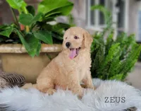 Zeus, a male Miniature Goldendoodle for sale in Berlin, OH – 4 of 4