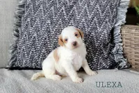 Ulexa, a female Miniature Goldendoodle for sale in Berlin, OH – 3 of 3