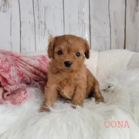 OONA, a female Cavapoo for sale in Berlin, OH – Photo 6 of 6