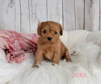 OONA, a female Cavapoo for sale in Berlin, OH – Photo 6 of 6