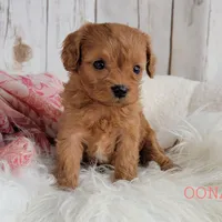 OONA, a female Cavapoo for sale in Berlin, OH – Photo 1 of 6