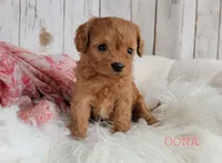 OONA, a female Cavapoo for sale in Berlin, OH – Photo 1 of 6