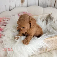 OONA, a female Cavapoo for sale in Berlin, OH – Photo 2 of 6