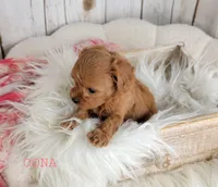 OONA, a female Cavapoo for sale in Berlin, OH – Photo 2 of 6