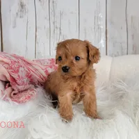 OONA, a female Cavapoo for sale in Berlin, OH – Photo 3 of 6