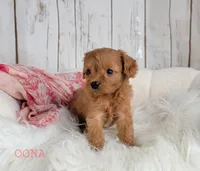 OONA, a female Cavapoo for sale in Berlin, OH – Photo 3 of 6