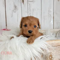 OONA, a female Cavapoo for sale in Berlin, OH – Photo 4 of 6