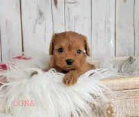 OONA, a female Cavapoo for sale in Berlin, OH – Photo 4 of 6