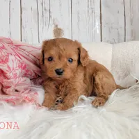 OONA, a female Cavapoo for sale in Berlin, OH – Photo 5 of 6