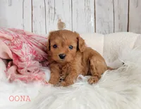 OONA, a female Cavapoo for sale in Berlin, OH – Photo 5 of 6