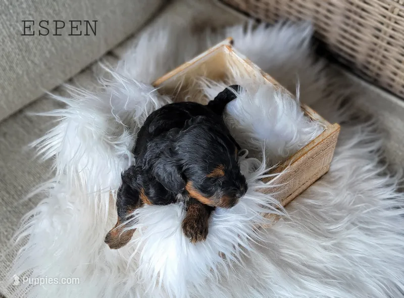 Espen – Cavapoo puppy for sale in Berlin, OH