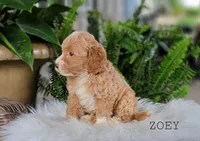 Zoey, a female Miniature Goldendoodle for sale in Berlin, OH – 2 of 4