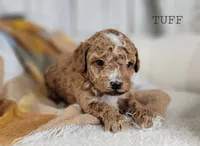 Tuff, a male Maltipoo for sale in Berlin, OH – 2 of 3