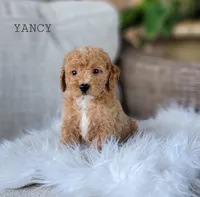 Yancy, a female Miniature Goldendoodle for sale in Berlin, OH – 4 of 4