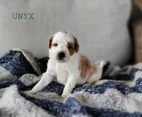 Unyx, a male Miniature Goldendoodle for sale in Berlin, OH – 1 of 3