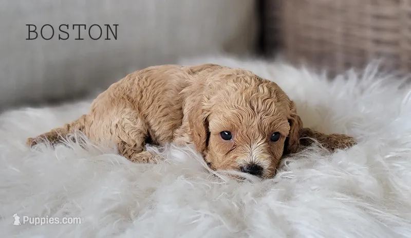 Boston – Cavapoo puppy for sale in Berlin, OH
