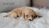 Boston, a male Cavapoo for sale in Berlin, OH – 1 of 3