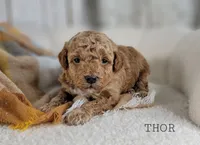 Thor, a male Maltipoo for sale in Berlin, OH – 1 of 3